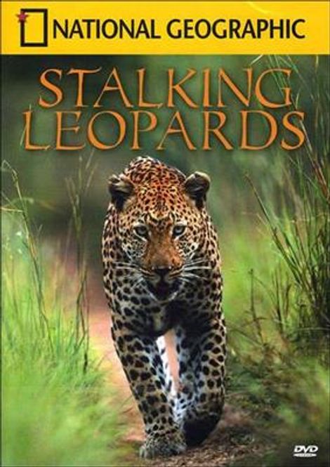 Hovedbilde Stalking Leopards (National Geographic) (DVD)